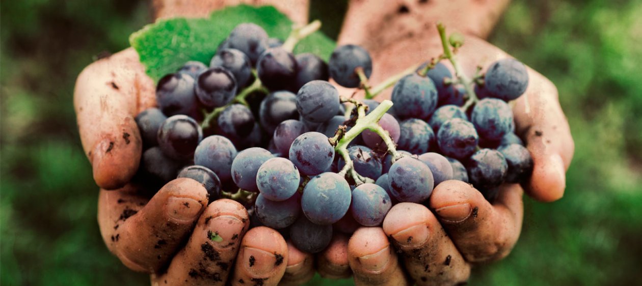 A 22 años del redescubrimiento del Carmenere