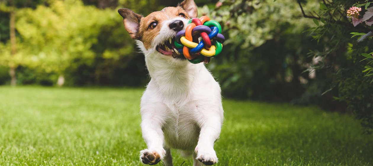 ¡Llegó verano! Organiza con tiempo las vacaciones de tus mascota