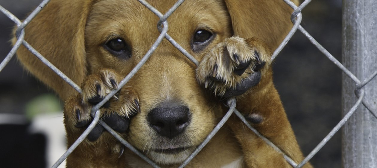 ¡Basta de maltrato animal! Con esta info puedes ayudar a erradicar el delito