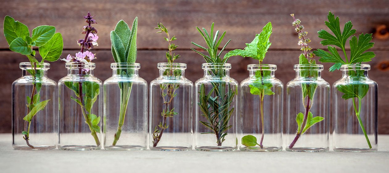 4 plantas aromáticas claves para prevenir enfermedades