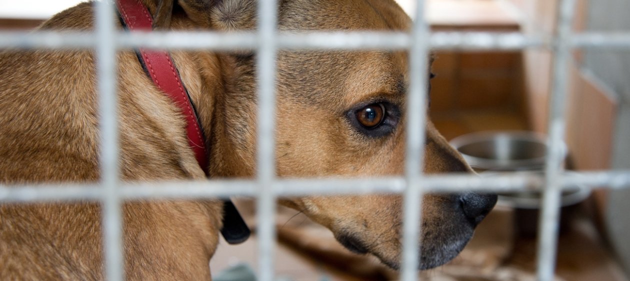 Con los animales maltratados solo funciona la paciencia y la terapia