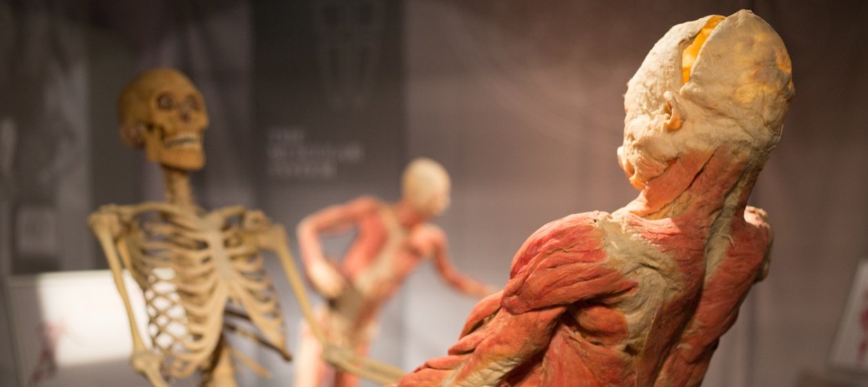 #EspecialVacaciones: Te invitamos a 'Bodies, Cuerpos Humanos Reales'