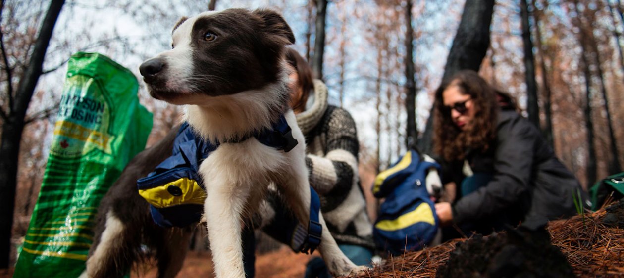 Das, Summer y Olivia: Las heroínas de la reforestación