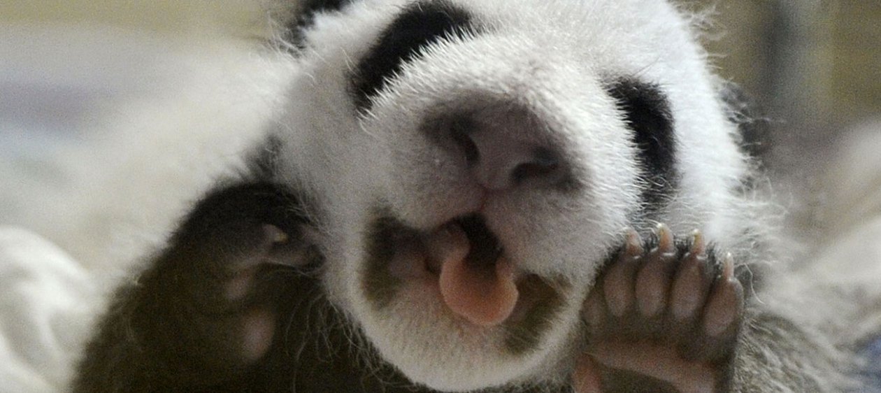 ¡Récord! Panda