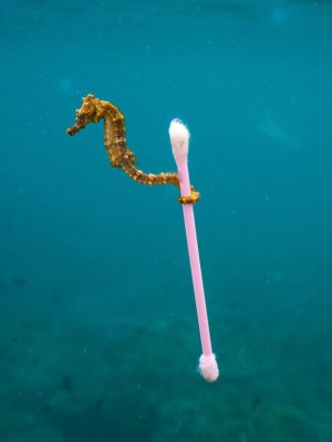 Foto de Wildlife Photographer of the Year devela el nivel de basura en los océanos Foto de Wildlife Photographer of the Year devela el nivel de basura en los océanos