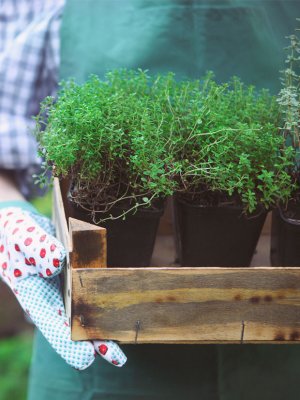 6 Consejos para sacarle el máximo de provecho a tu jardín 6 Consejos para sacarle el máximo de provecho a tu jardín
