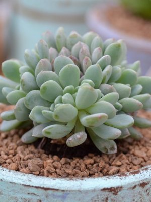 La moda de los cactus y suculentas para decorar llegó para quedarse La moda de los cactus y suculentas para decorar llegó para quedarse