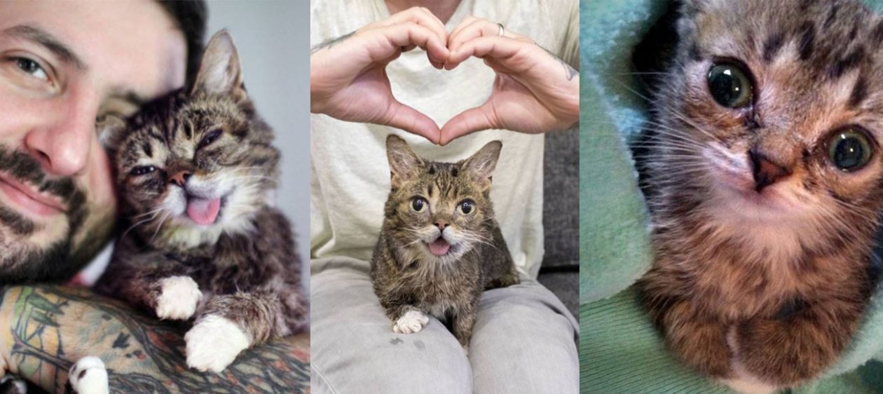 Ella es Lil Bub, la gatita más tierna y especial de Instagram
