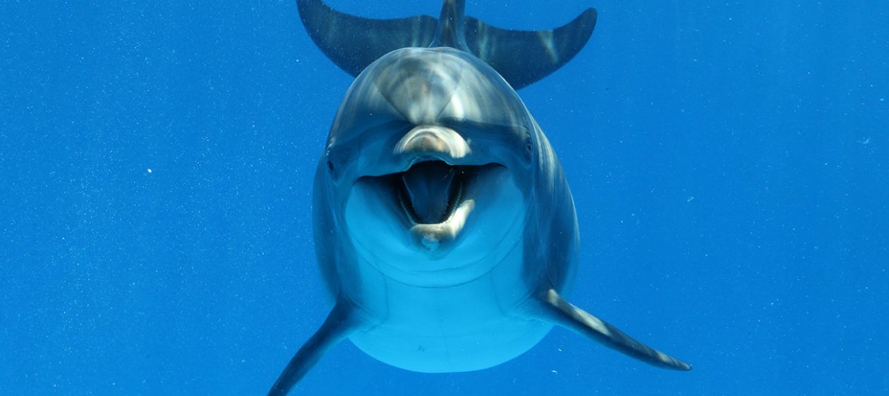 Este es el delfín que puede ser más romántico que tú