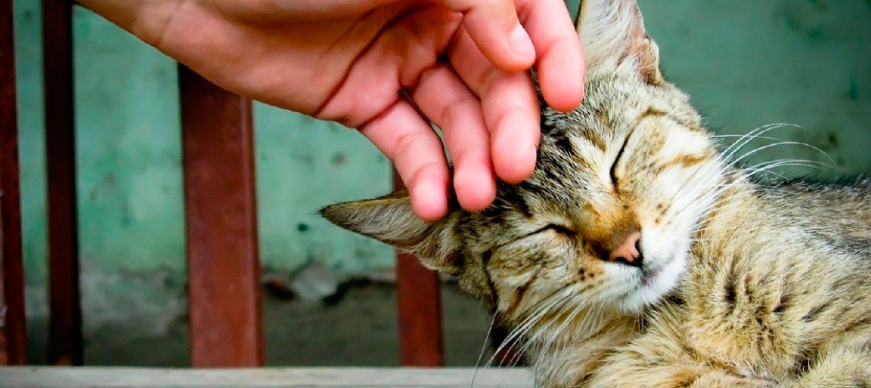 Clínica veterinaria recluta a 'abrazadores de gatos'
