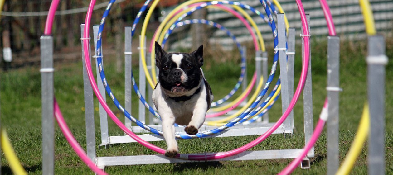 Municipalidad de Santiago creará la primera plaza de juegos para perros