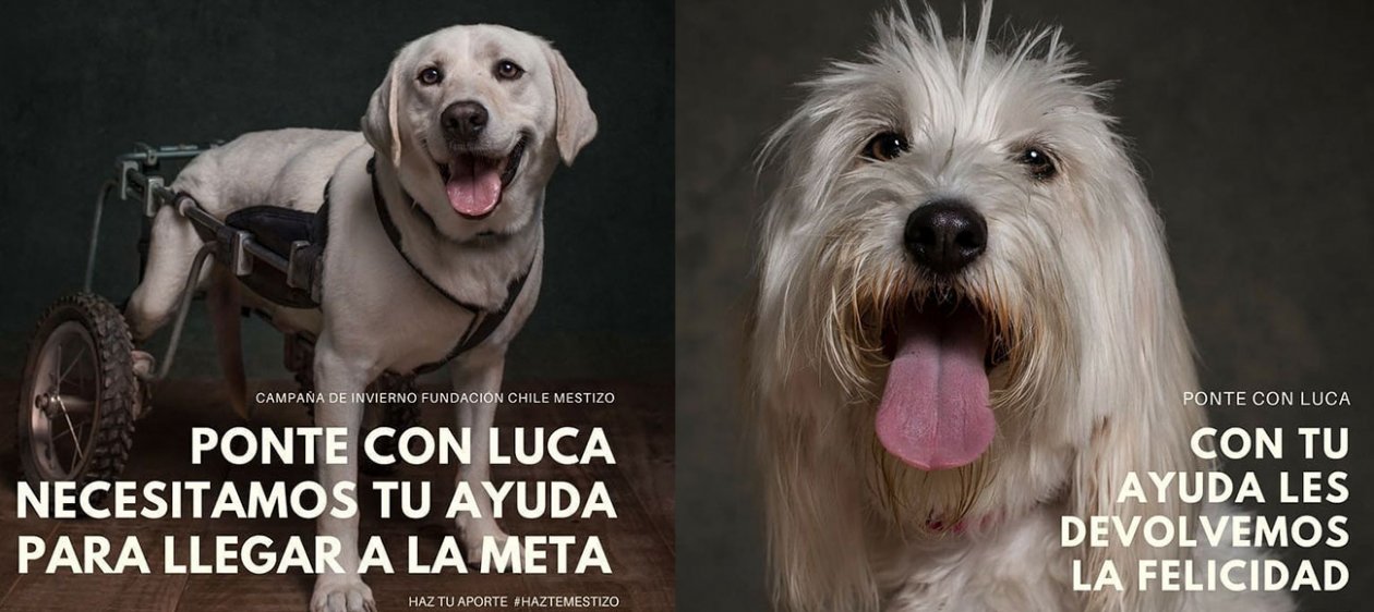 Devuélvele la felicidad a 70 perros: ¡Ponte con luca!
