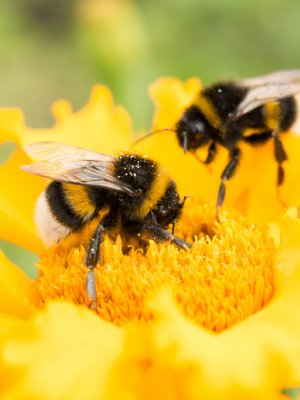 ¡Es oficial! Las abejas fueron declaradas como el ser vivo más importante del mundo