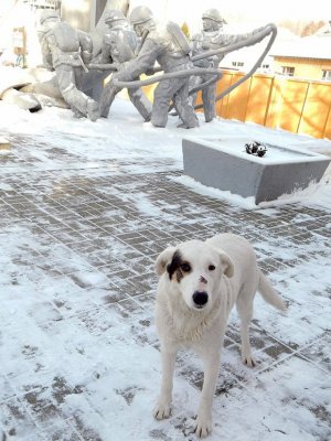 Los perros radioactivos y sin cariño de Chernobyl