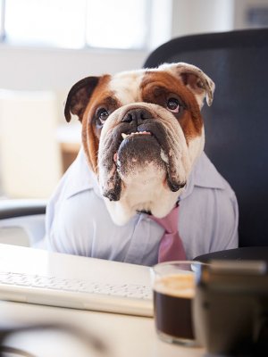 Esta es la razón por la que deberías llevar tu perro al trabajo