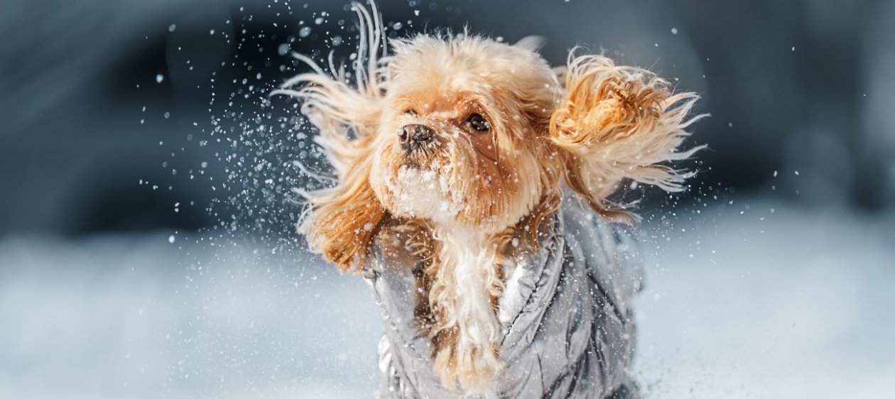 Invierno sin resfríos: Consejos para mantener a tu mascota sana y feliz