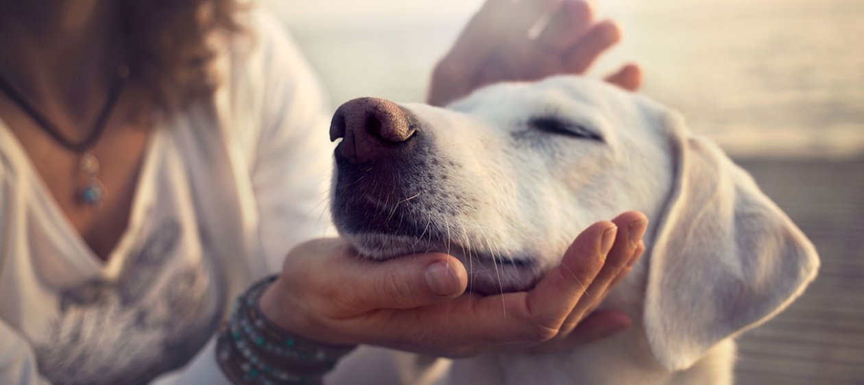 [COLUMNA] Vegetarianos Chile: 5 reflexiones del animalista Peter Singer