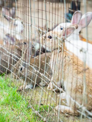 Combate el testeo en animales con este shampoo #CrueltyFree