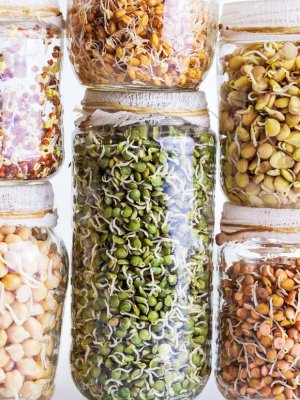 [COLUMNA] Tamara Vallejos: Brotes y germinados para un buen vivir