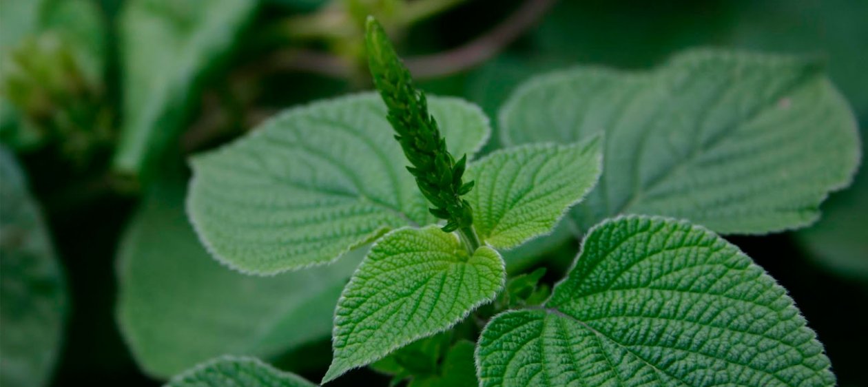 Lo que debes saber sobre la medicina natural