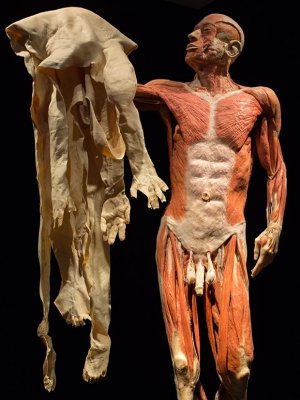 #EspecialVacaciones: Te invitamos a 'Bodies, Cuerpos Humanos Reales'