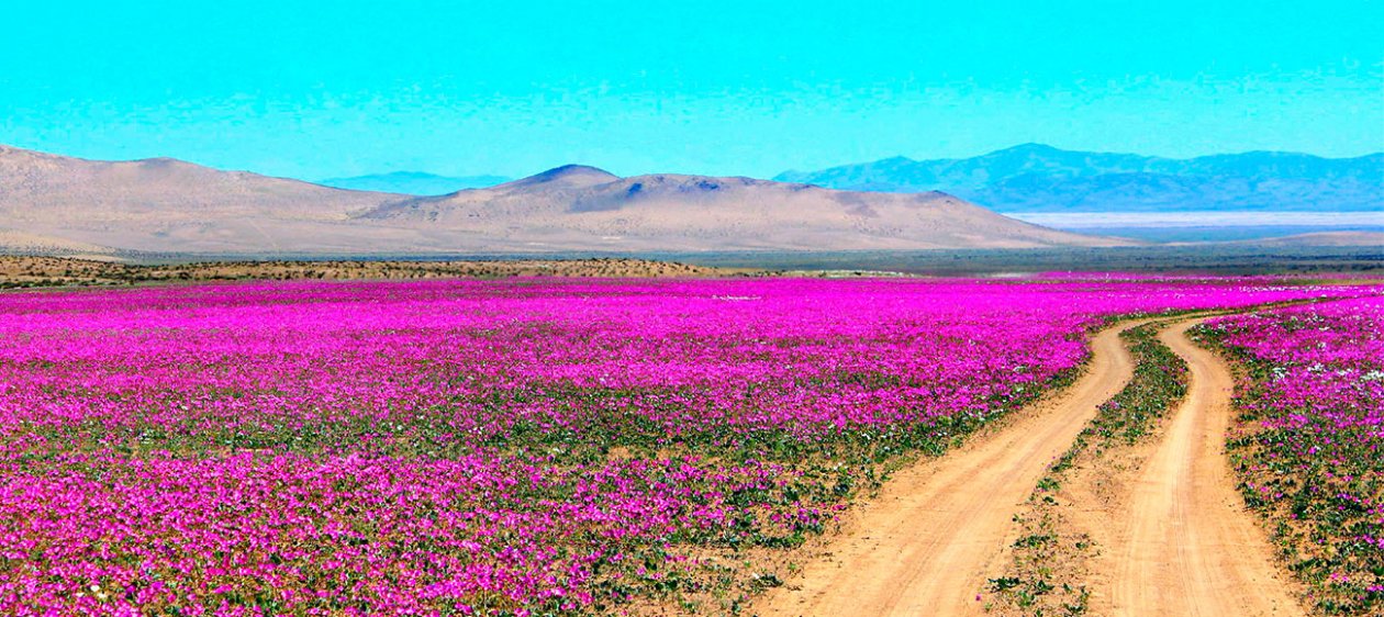 Este 2017 el 'Desierto Florido' podría hacer historia