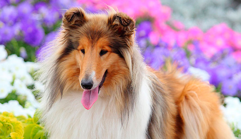 Collie