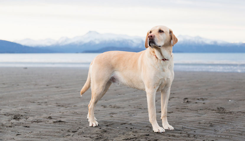 Labrador