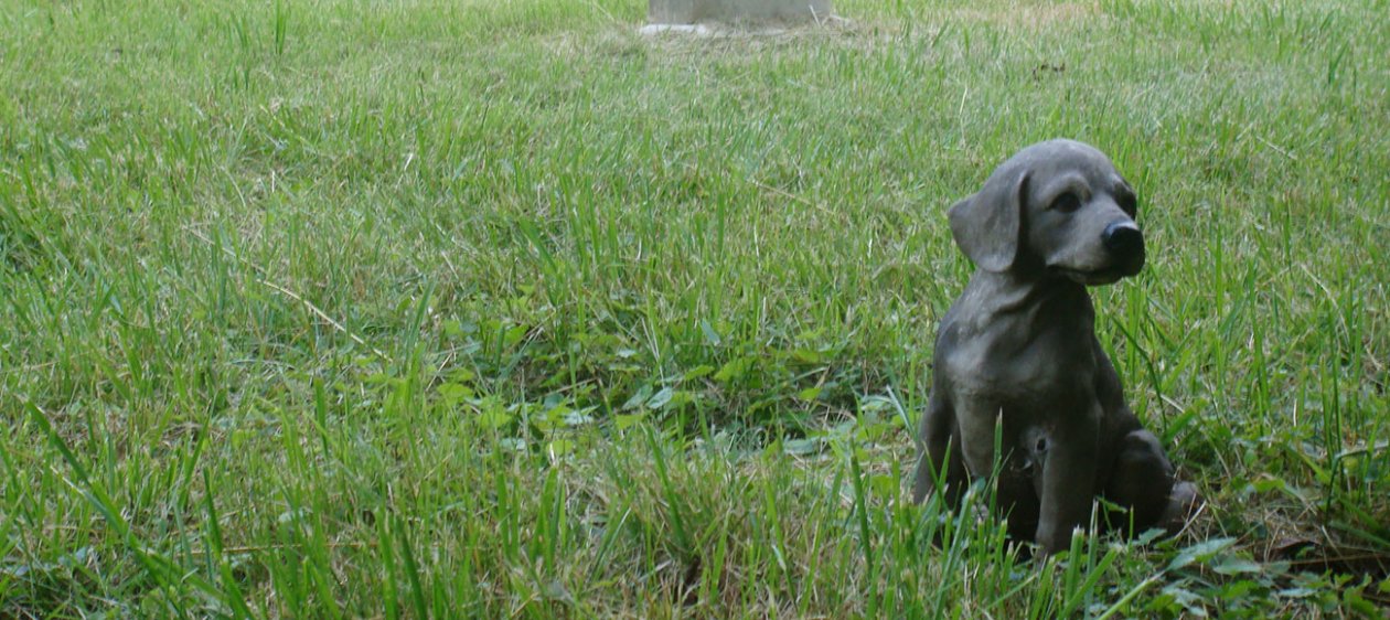 Agrupación animalista lucha por un cementerio municipal para mascotas