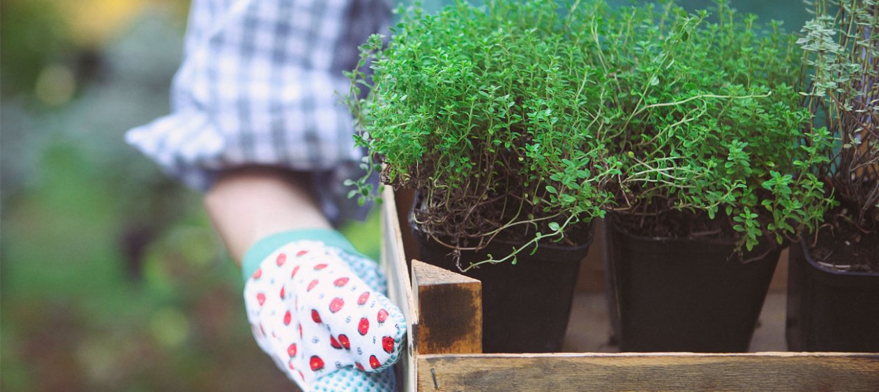 6 Consejos para sacarle el máximo de provecho a tu jardín