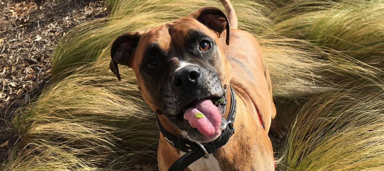 Conoce la historia de Kisy, la perrita heroína de Temuco