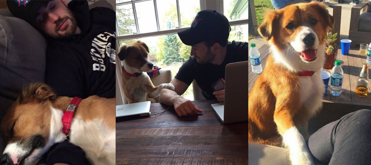 El perro del actor Chris Evans sorprende por curioso talento