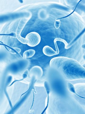 Estudio asegura que la contaminación afectaría la calidad del semen Estudio asegura que la contaminación afectaría la calidad del semen