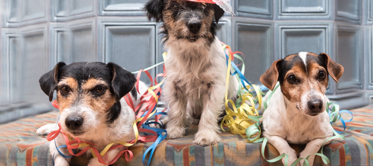 ¿Tu perro sufre con los fuegos artificiales? Nat Geo tiene la solución