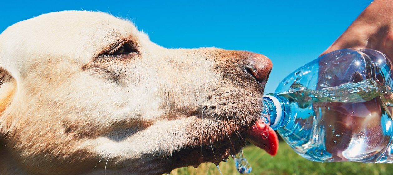 ¡Atención! En verano tu mascota podría sufrir un golpe de calor