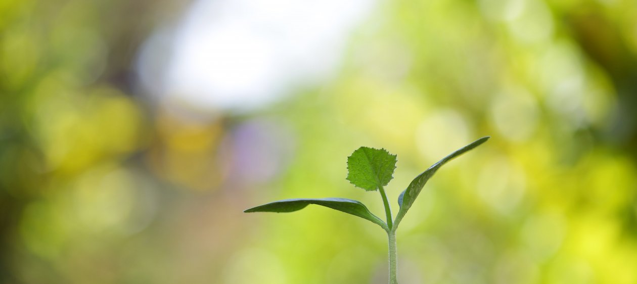 Las plantas ven, escuchan y sienten (¡Un estudio lo confirma!)