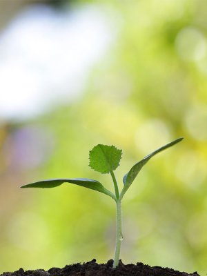 Las plantas ven, escuchan y sienten (¡Un estudio lo confirma!)