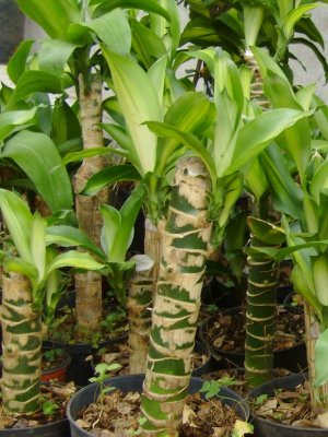 7 plantas que purifican el aire de tu hogar