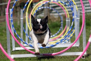 juegos de agilidad para perros