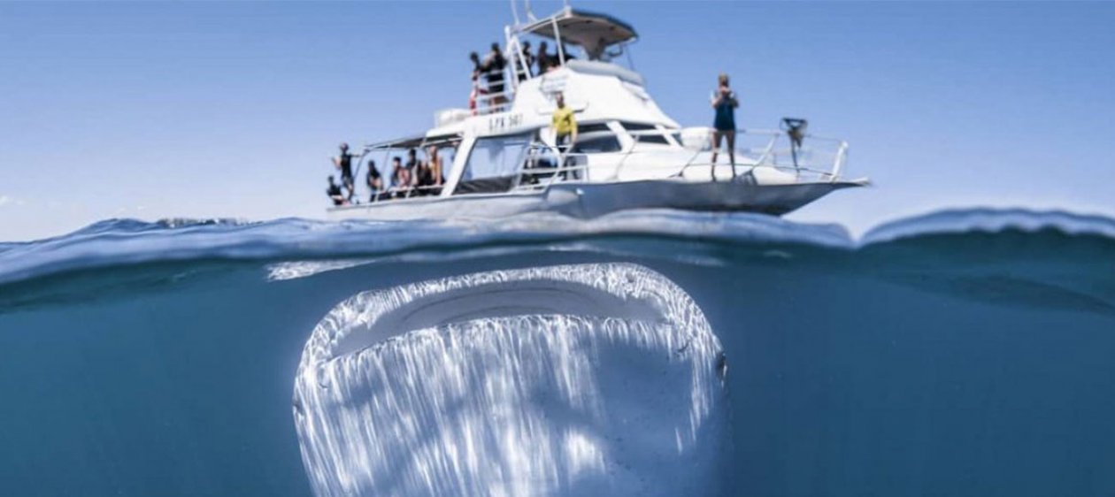 ¡Foto impacto! Tiburón gigante se encuentra con bote turista