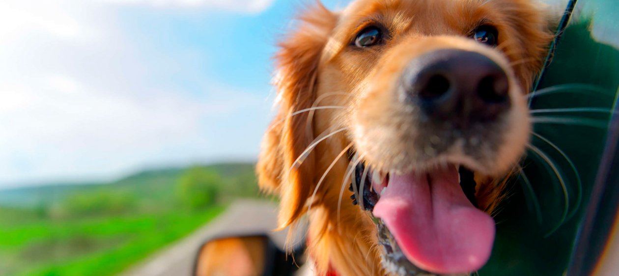 ¡La ciencia lo confirma! Los perros distinguen entre buenas y malas personas