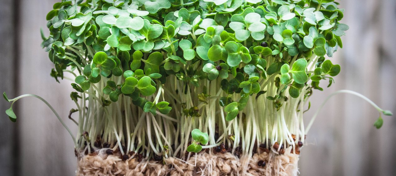 Hay un alimento que puedes agregar a tu ensalada para que tu pelo crezca