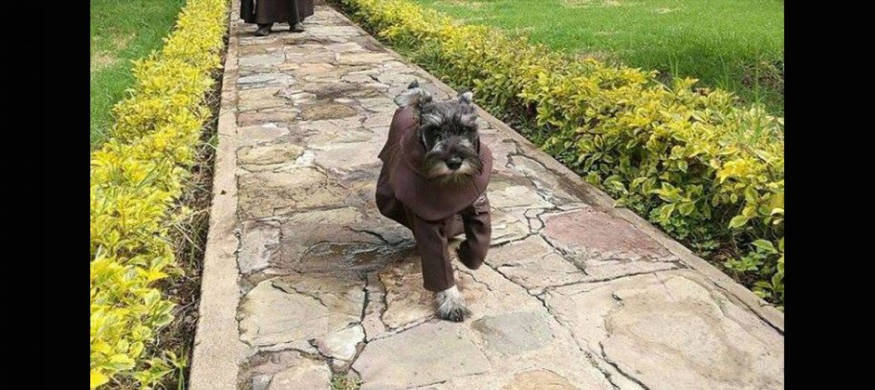 'Bigotes', conoce al primer perro fraile de Bolivia