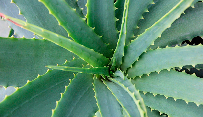 Aloe vera