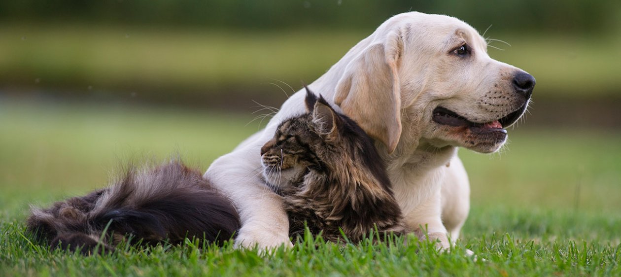 Consejos para una exitosa convivencia entre perros y gatos