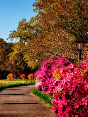 5 Consejos para cuidar de tu jardín en otoño