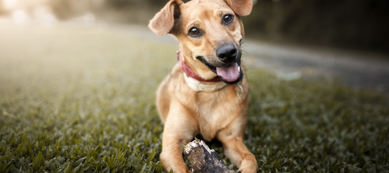 ¡Siempre estuvimos equivocados! Calcula aquí la verdadera edad de tu perro