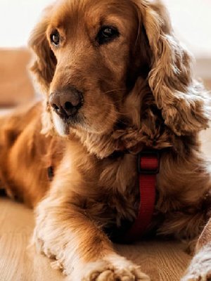 [GALERÍA] 5 Razas de perros para tener en un departamento pequeño