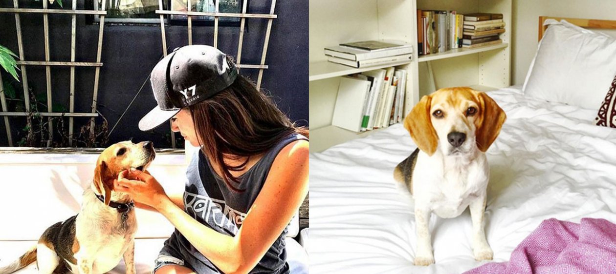 La nueva vida de príncipe de Guy, el perro de Meghan Markle