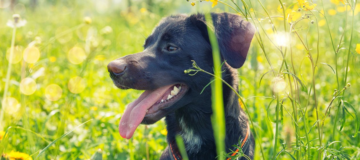 10 razones por las que un perro sin raza merece ser adoptado